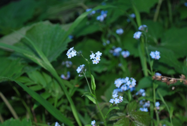 Myosotis